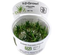 Tropica Littorella uniflora 1-2-Grow - Coltura del tessuto in vitro Viva pianta per acquario senza gamberi