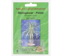 TROPICA Palma del Madagascar - 10 semi
