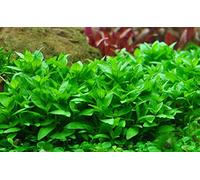 Tropica Repens 049G TC in Vitro 1-2 piante acquatiche grow