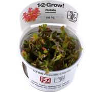 Tropica Rotala macrandra CUP - 1 pz.