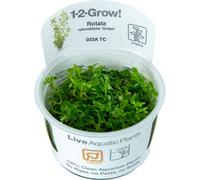 Tropica Rotala rotundifolia Green CUP - 1 pz.