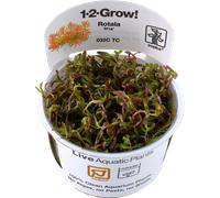 Tropica Rotala rotundifolia H'ra CUP - 1 pz.