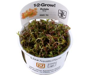 Tropica Rotala rotundifolia H'ra CUP - 1 pz.