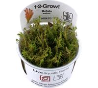Tropica Rotala wallichii CUP - 1 pz.