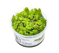 Tropica Salvinia auriculata 1-2-CRESCITA!