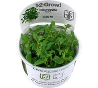 Tropica Staurogyne repens CUP - 1 pz.