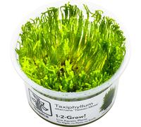 Tropica Taxiphyllum alternans 'Taiwan Moss' CUP - 1 pz.