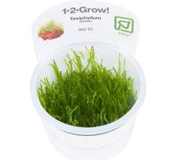Tropica Taxiphyllum barbieri 'Bogor Moss' CUP - 1 pz.