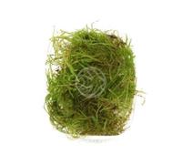 Tropica Taxiphyllum barbieri (muschio Java)