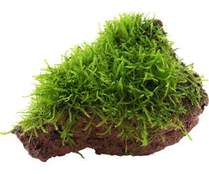 Tropica Taxiphyllum barbieri su Pietra Lavica - 1 pz.