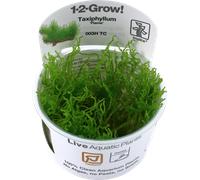 Tropica Taxiphyllum Flame CUP - 1 pz.