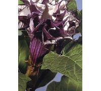 Tropica Tromba del diavolo (Datura metel viola) 12 semi