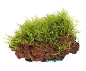 Tropica Vesicularia Su Pietra Lavica - Piccola