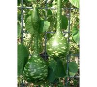 TROPICA - zucca - gigante (Cucurbita lagenaria) - 15 semi