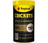 Tropical Crickets - 100 ml