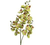 TRRYUIP Orchidea Finta Realistica Un'orchidea farfalla in lattice fiorisce 21 teste come una mini phalaenopsis artificiale(Light green)