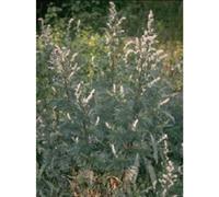 TSA ARTEMISIA VULGARIS 50ML