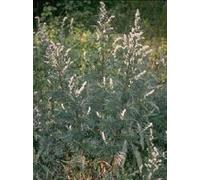 TSA ARTEMISIA VULGARIS 50 ML