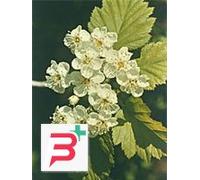 TSA CRATAEGUS OXYCANTHIA 50 ML