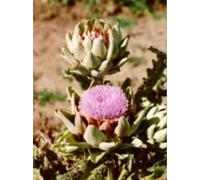 TSA CYNARA SCOLYMUS 50ML