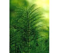 Tsa Equisetum Arvense 50 ml