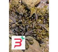 TSA FUCUS VESICULOSUS 50 ML