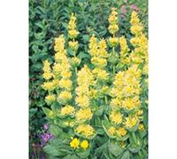 Tsa Gentiana Lutea 50ml