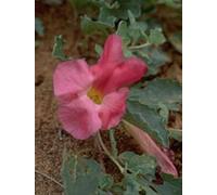 TSA HARPAGOPHYTUM 50ML