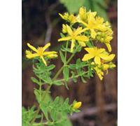 Tsa Hipericum Perforatum 50 ml