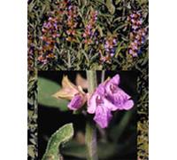 TSA SALVIA OFFICINAL 50ML