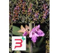 TSA SALVIA OFFICINALIS 50 ML