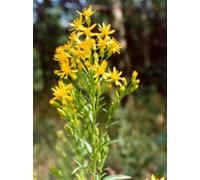 TSA SOLIDAGO VIRGAUREA 50ML