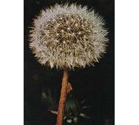 Tsa Taraxacun Officinalis 50 Ml