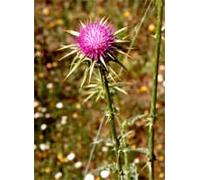 Tsa Sylibum Marianum 50 Ml