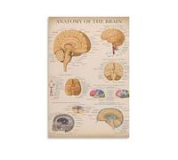 TSNKNP Empire Interactive - Poster decorativo da parete, in stile vintage, motivo: Brain Anatomy, per camera da letto, per camera da letto, per camera da letto, per camera da letto, 20 x 30 cm