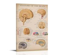 TSNKNP Empire Interactive - Poster decorativo da parete, in stile vintage, motivo: Brain Anatomy, per camera da letto, per camera da letto, 30 x 45 cm
