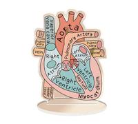 TTETTZ Modello di Cuore con Strutture di Segni, Supporto Didattico in Acrilico 2D, Modello di Cuore Umano per Lo Studio di Cardiologia in Classe