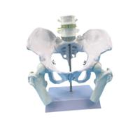 TTETTZ Modello Pelvi Femminile Modello Scheletro Donna Dimostrazione Medica PVC Osseo Attrezzatura Accademica Adatto per Insegnamento Medico Ricerca, Style a