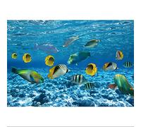 Ttincceer 180x120cm Mondo Subacqueo Pesce Sfondo Paesaggio Sottomarino Fotografia Sfondo Acqua Chiara Vita Marina Fotografia Sfondo Photo Booth Studio Prop