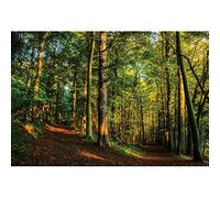 Ttincceer 220x150cm Mattina Precoce Foresta Tropicale Pluviale Verde Sfondo - Albero, Strada, Paesaggio Naturale per Fotografia, Adulti, Bambini, Viaggi