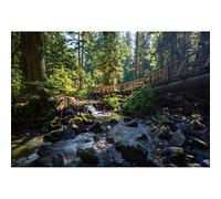 Ttincceer 270x180cm 3d Foresta Sfondo Primavera Estate Foresta Tropicale Paesaggio Naturale Fotografia Sfondo Ruscello Pietra Gigante Albero Sfondo Adulti Bambini Sfondi di Viaggio