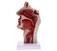 Tubayia 1: 1 naso umano modello cavità orale Pharynx modello testa della gola per anatomia