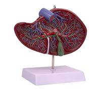 Tubayia Modello della cistifellea umana, modello anatomico degli organi interni, strumento didattico realistico, facile da trasportare per l'apprendimento nel
