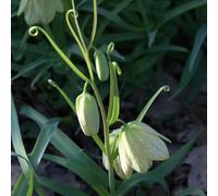 tubercoli della corona imperiale sono perenni bulbi primavera resistenti per balconi da giardino bonsai interni, Las 15pcs