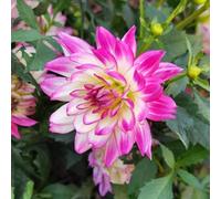 tubercoli di dalia, decorazione Los bulbos de son perenne, resistenti, bulbos temprana jardín tempranas jardín 18pcs