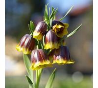 Tuberi di corona imperiale perenni,decorazione del balcone,da ombra giardino di,da giardino,colorati aiuole rialzate per 20pcs