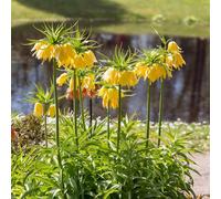Tuberi di corona imperiale perenni,vaso per,resistenti per il giardino da balcone,da esterno Decorazione del 12pcs