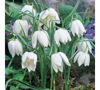 tuberi di corona imperiale, pietra resistenti comprare giardino esotiche perenni, 2pcs