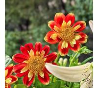 tuberi di dalia, adatte al pieno sole, rari tappezzante resistente balcone giardino interno 7pcs