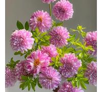 Tuberi di dalia, resistente - all'inverno serra balcone decorazione da appartamento 4pcs